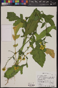 Brassica juncea image