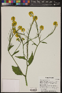 Brassica juncea image