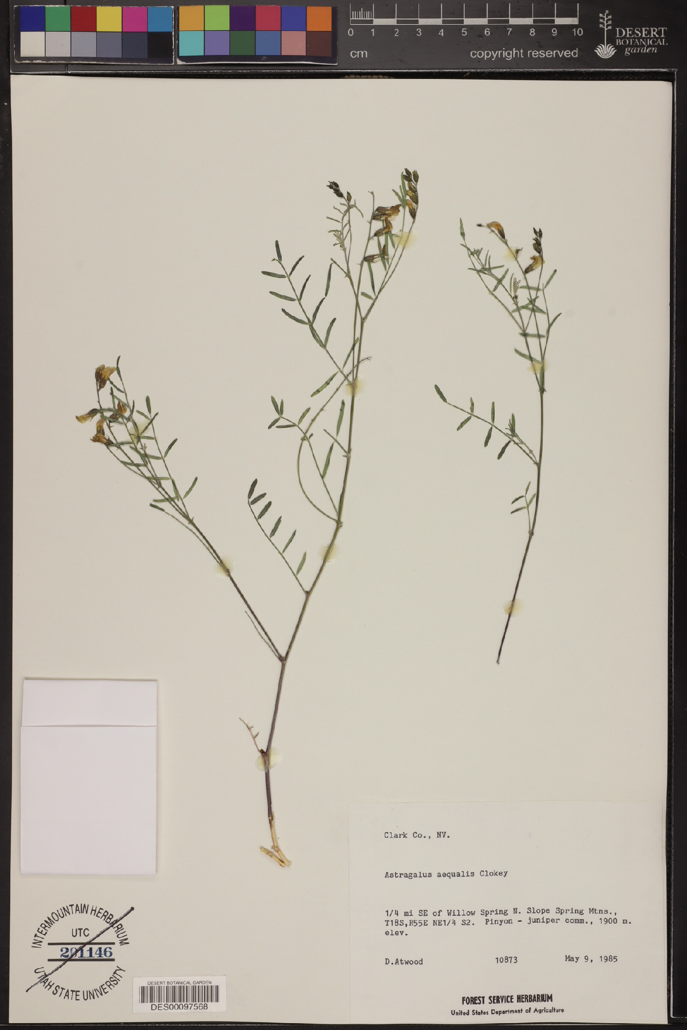 Astragalus aequalis image