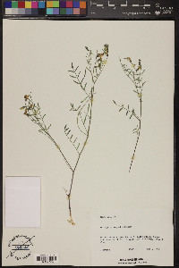 Astragalus aequalis image