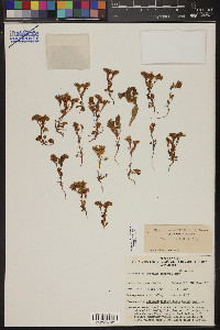 Phacelia filiae image