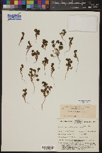 Phacelia filiae image