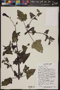 Salvia patens image