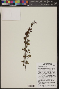 Salvia microphylla image