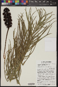 Image of Ceratozamia zaragozae