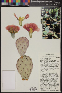 Opuntia phaeacantha image