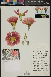 Opuntia phaeacantha image