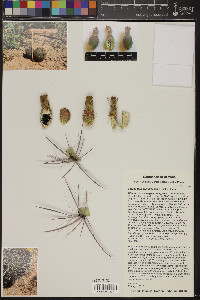 Ferocactus cylindraceus image