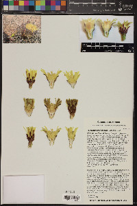 Ferocactus cylindraceus image