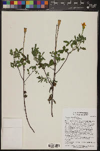 Tagetes micrantha image