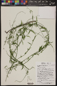 Funastrum heterophyllum image