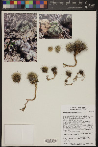 Mammillaria decipiens image