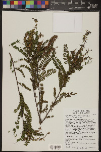 Eysenhardtia orthocarpa image