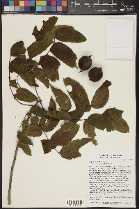 Juglans mollis image