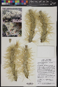 Cylindropuntia tunicata image