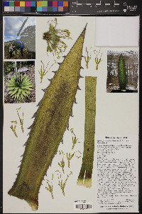 Agave garciae-mendozae image