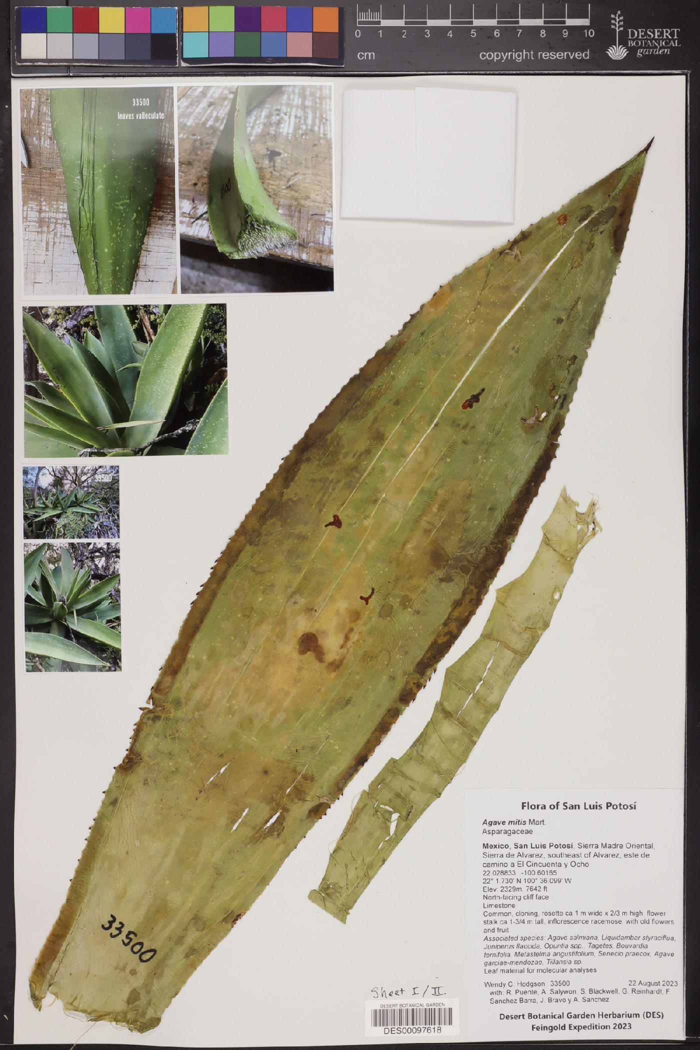 Agave mitis image