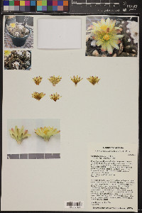 Copiapoa hypogaea image