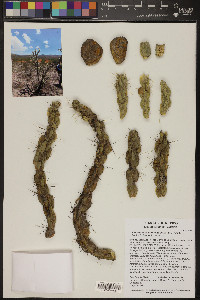 Cylindropuntia imbricata image