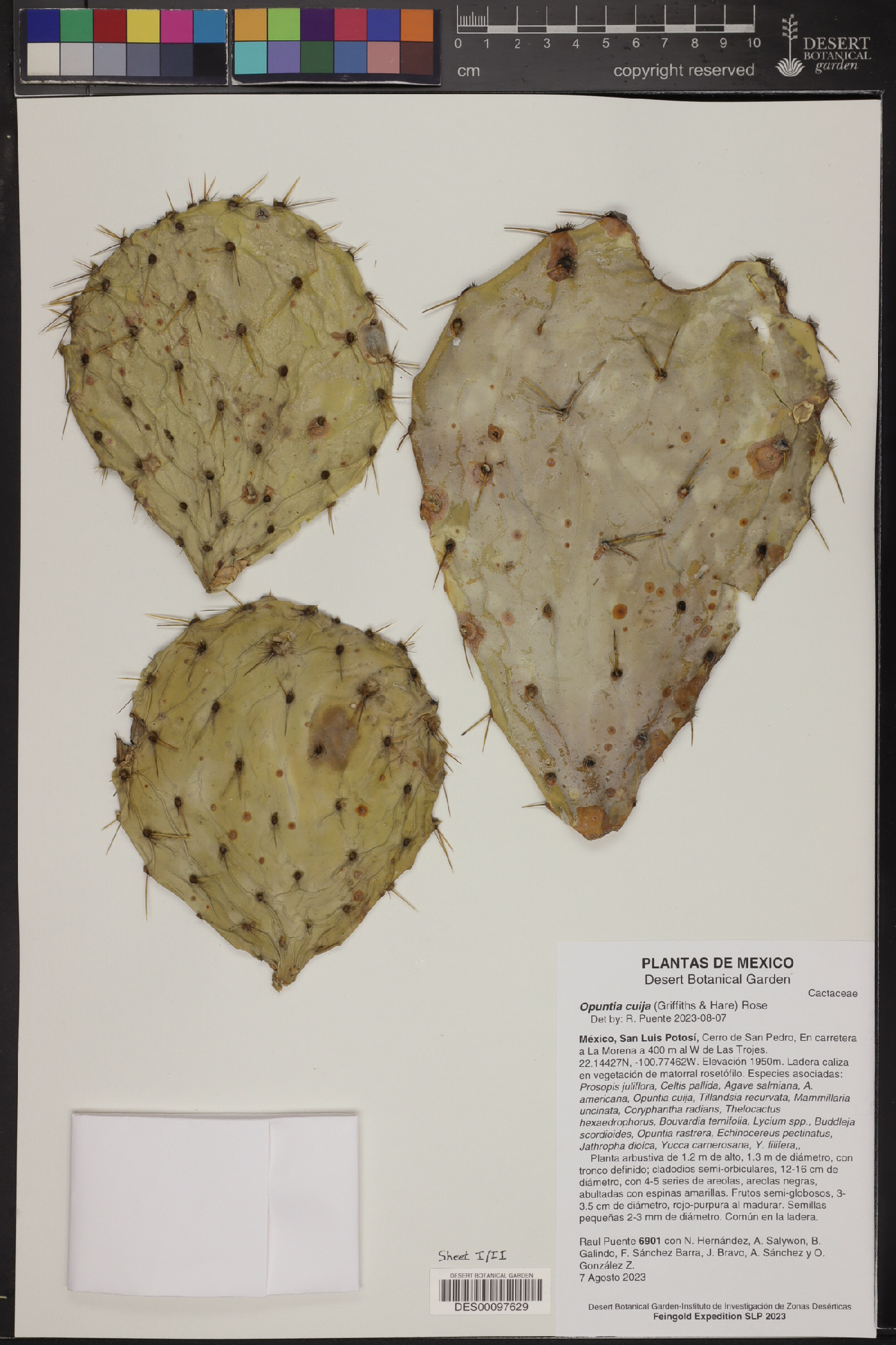 Opuntia engelmannii var. cujia image