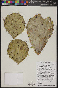 Opuntia engelmannii image