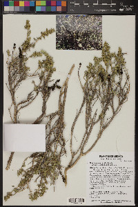 Buddleja scordioides image