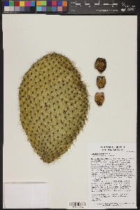 Opuntia leucotricha image