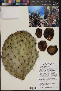 Opuntia streptacantha image