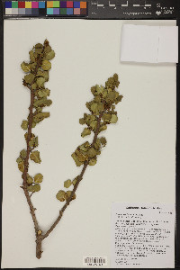 Rhamnus ilicifolia image