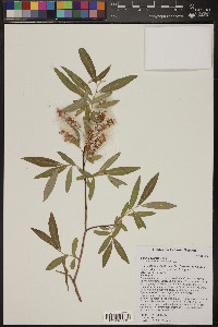 Salix laevigata image