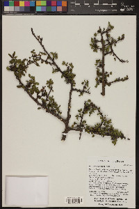 Bursera fagaroides image