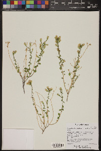 Brickellia microphylla image