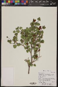 Rhus trilobata image