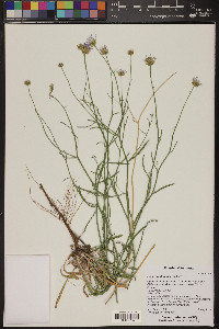 Erigeron utahensis image