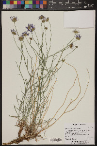 Erigeron utahensis image