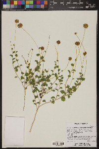 Encelia resinifera image