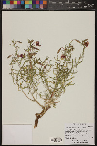 Oenothera pallida image