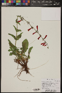 Penstemon eatonii image