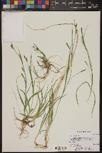 Carex aurea image