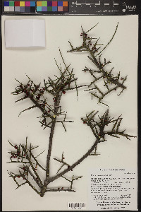 Koeberlinia spinosa image