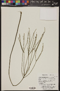 Rhipsalis baccifera image