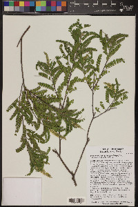 Eysenhardtia orthocarpa image