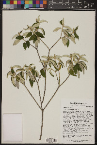 Croton hypoleucus image