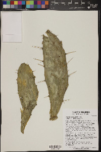 Opuntia dejecta image