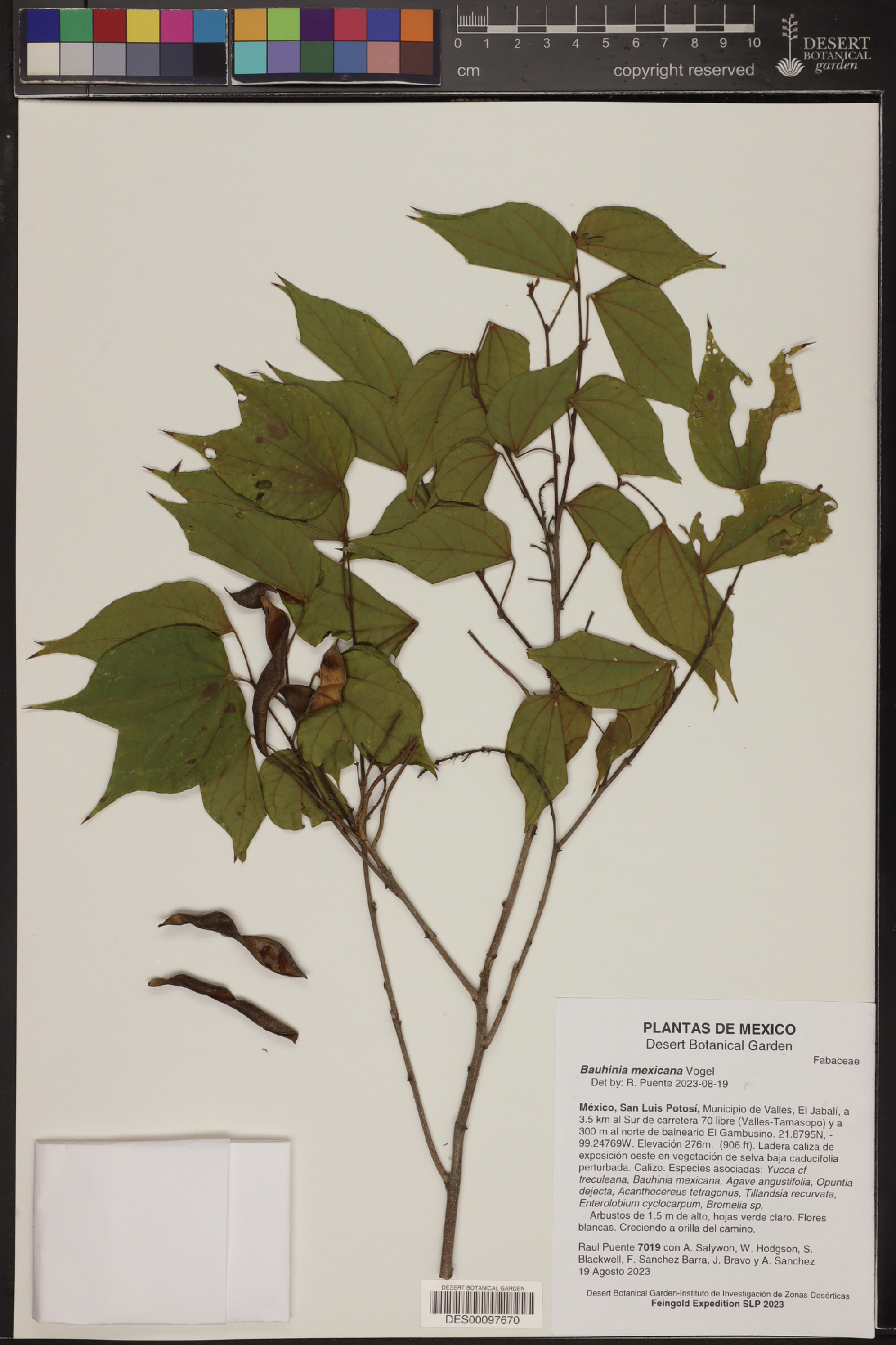 Bauhinia mexicana image