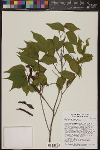 Bauhinia mexicana image