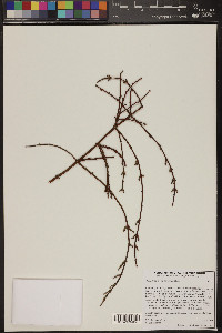 Phoradendron californicum image