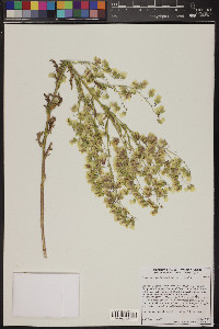 Emmenanthe penduliflora image