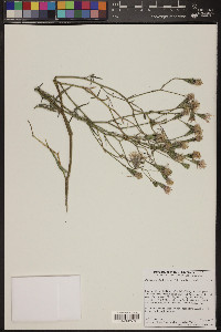 Palafoxia arida image