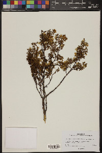 Larrea tridentata image